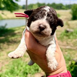 Girl 5 - Fuschia collar - Brown roan female Lagotto Romagnolo puppy in Ashland, Ohio from SS Australian Shepherds