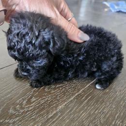 Twinkle Toes - Black female Poodle puppy in Mapleton, Utah from Caboodles Of Poodles