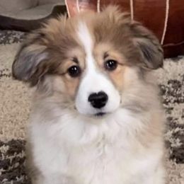 Pembroke Welsh Corgi Puppies from Coyote Creek Corgis