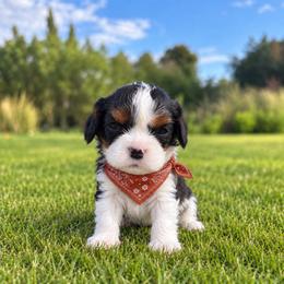 Doc - Tri-color male Cavalier King Charles Spaniel puppy in Enid, Oklahoma from Laurel Crown Cavaliers