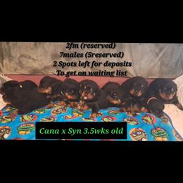 Boy 5 - Black and mahogany male Rottweiler puppy in De Witt, Iowa from Irish Eyes Kennels
