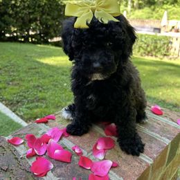 Goldendoodle Puppies from Our Darling Doodles