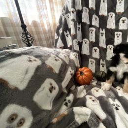 Miniature Australian Shepherd and Toy Australian Shepherd Puppies from Hotmess of Aussies