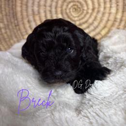 Breck - Black female Goldendoodle puppy in Cleveland, Georgia from The O.G. Doodles