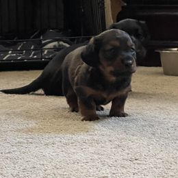 Dachshund Puppies from Cogsworth Cromwell Dachshunds of South West Michigan