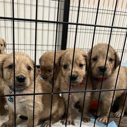 Golden Retriever and Poodle Puppies from Tori’s Golden Retrievers and Poodles