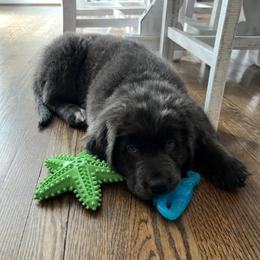 Mary Lou Larue - Gray female Newfoundland puppy in Ohio from Vermillion Newfoundlands