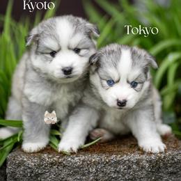 Tokyo - Silver female Pomsky puppy in San Mateo, California from The Pomsky Garden