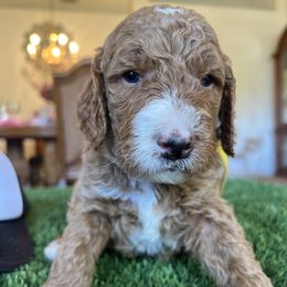 Yosemite - Red  male Goldendoodle puppy in Lancaster, California from Kid's Best Doodle