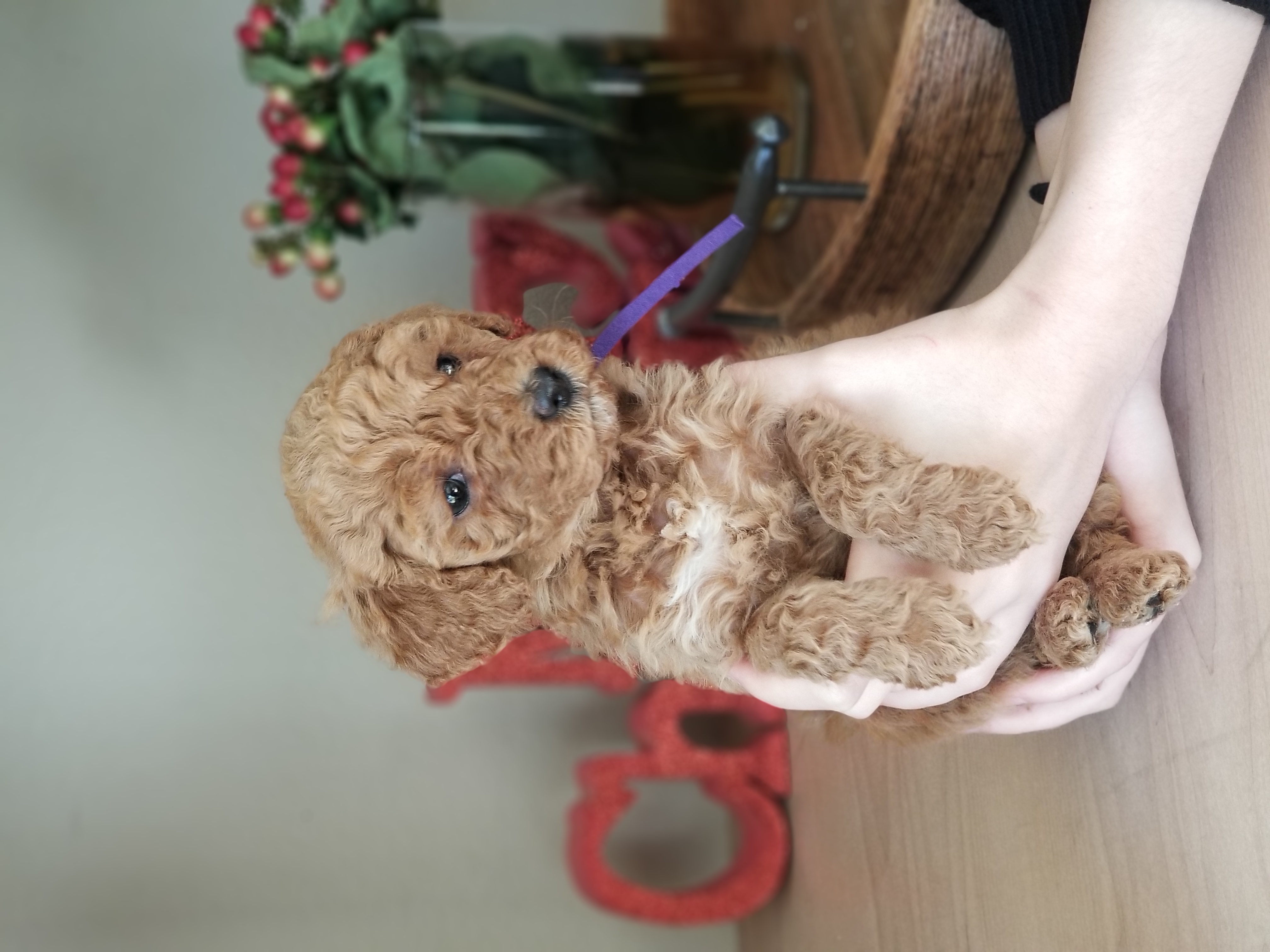 Goldendoodle and Poodle Puppies from East Valley Pups