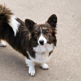 Ophelia - American Corgi