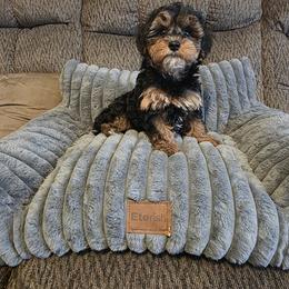 Poodle, Yorkipoo, and Yorkshire Terrier Puppies from Sonshine Yorkies