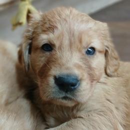 Yellow - Dark golden female Golden Retriever puppy in Sumterville, Florida from Hope Service Dogs, Inc