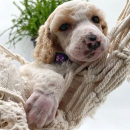 Poodle and Pyredoodle Puppies from Wild suns farm