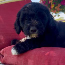 Girl 2 - Black female Golden Aussiedoodle puppy in Santaquin, Utah from Wild Rose Tiny Poodles & Doodles