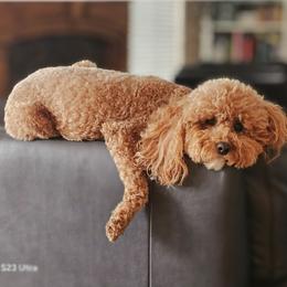 Cavapoo Puppies from North Ranch Doodles