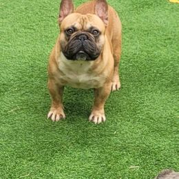 Honcho - French Bulldog