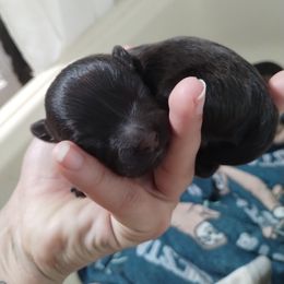 Dalmatian and Havanese Puppies from Anni's Spots