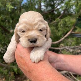 Boy 2 - Buff male Cocker Spaniel puppy in Trinidad, Colorado from Sweet Cockers