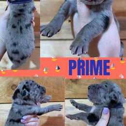 PRIME - Merle male Great Dane puppy in Wellsville, New York from Prophecy Danes