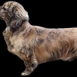 Chase - Dachshund