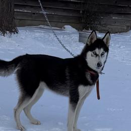 River - Siberian Husky