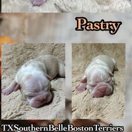 Pastry - Seal and white female Boston Terrier puppy in Brazos Point, Texas from TX Southern Belle Bostons