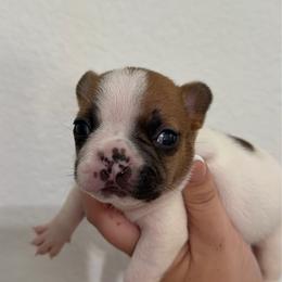 Sage - Fawn male French Bulldog puppy in Galt, California from The three little frenchies