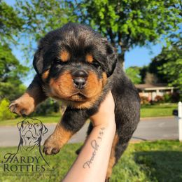 Rottweiler Puppies from Hardy Rotties