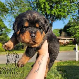 Rottweiler Puppies from Hardy Rotties