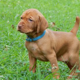 Vizsla, Weimaraner, and Wirehaired Vizsla Puppies from Willow Ridge Kennel