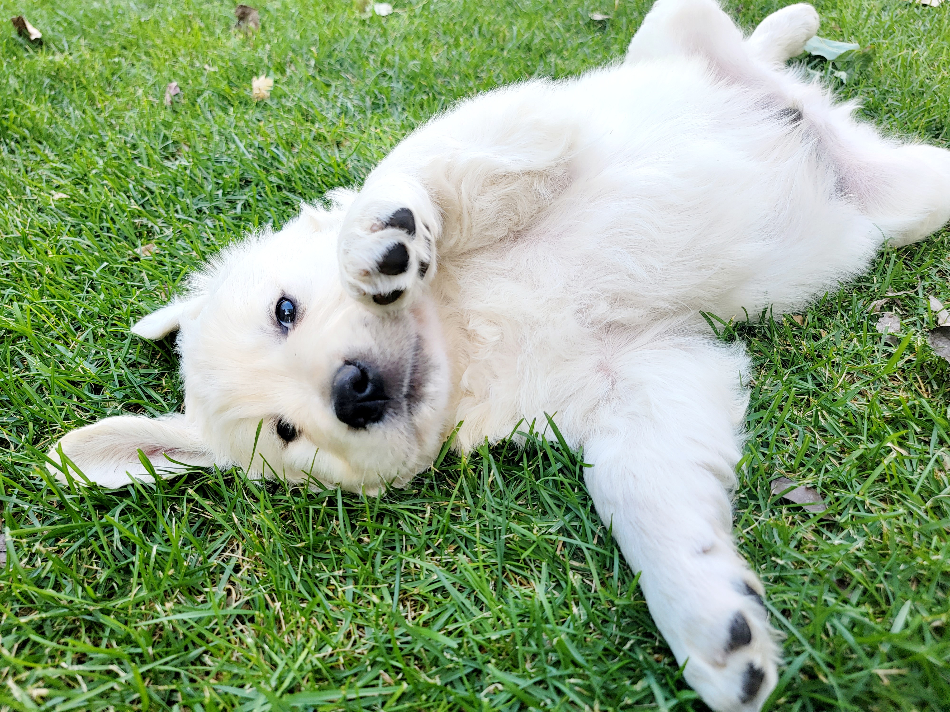 Golden Retriever Puppies from Davidson's Goldens