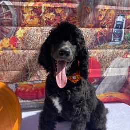 Poodle Puppies from Abbott Standard Poodles