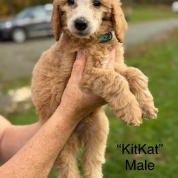Kit Kat - Apricot male Poodle puppy in St. Johnsbury, Vermont from Poodles of the Northern Woods