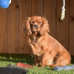 Jolene - Cavalier King Charles Spaniel
