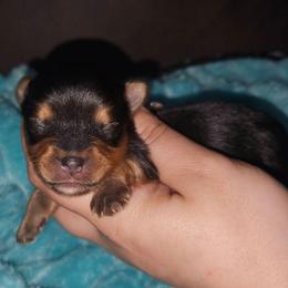 Rocko - Black and tan male Yorkshire Terrier puppy in Thornville, Ohio from My precious yorkies