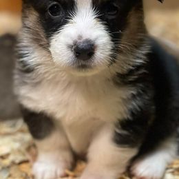 Pembroke Welsh Corgis from Sushi and the Corgi Fam