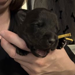 Yellow - Black male Scottish Terrier puppy in Lubbock, Texas from RocketST