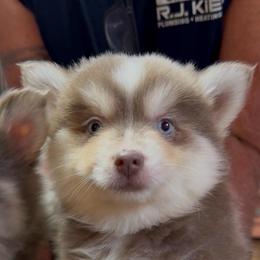 Coolio - Lavender male Pomsky puppy in Spring Hill, Florida from PDQ Pomskies