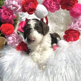 Aussiedoodle and Goldendoodle Puppies from Cuddly Doodles