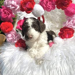 Aussiedoodle and Goldendoodle Puppies from Cuddly Doodles