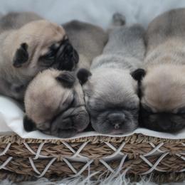 French Bulldog Puppies from Cortney’s Frenchie Farm