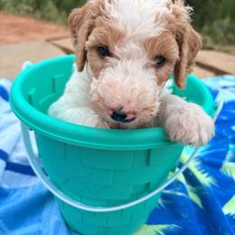 Cubby - Parti male Goldendoodle puppy in Pittsburg, Texas from Peachy Pine Goldendoodles