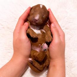 Ms Pink - Red  female Goldendoodle puppy in Kissimmee, Florida from Poodle Doodle Kennels