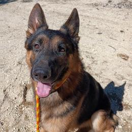Hank - Black and tan male German Shepherd puppy in La Pine, Oregon from Granville/Diamond Peak German Shepherds