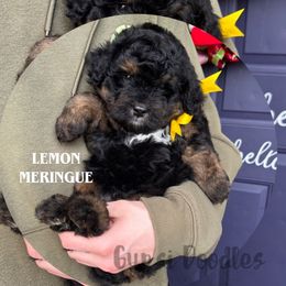 Lemon Meringue - Tri-color male Bernedoodle puppy in Herriman, Utah from Gypsi Doodles & Poodles LLC.