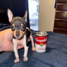 Baby B1B - White black and tan female Toy Fox Terrier puppy in Clermont, Florida from Debbie Hiles's Toy Fox Terriers