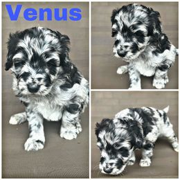 Venus - Blue merle Aussiedoodle puppy in Tyler, Texas from Southern Royal Aussiedoodles