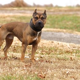 American Pit Bull Terriers and American Staffordshire Terriers from AptiBull Terriers