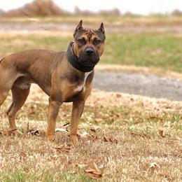 American Pit Bull Terriers and American Staffordshire Terriers from AptiBull Terriers